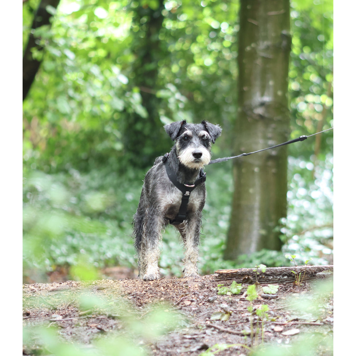 Mini Waterproof Dog Harness for Small Dogs & Puppies