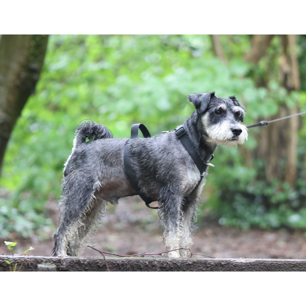 Mini Waterproof Dog Harness for Small Dogs & Puppies