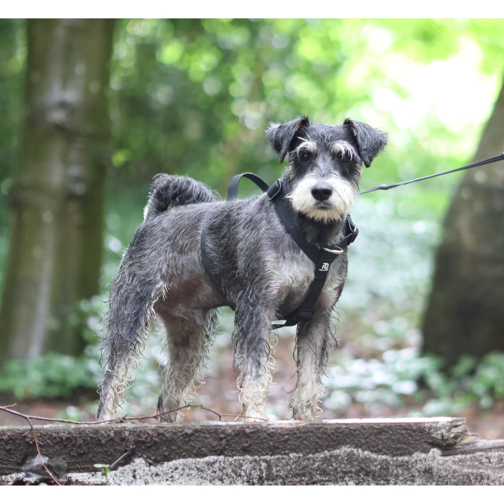 Mini Waterproof Dog Harness for Small Dogs & Puppies