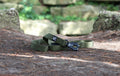 150cm Khaki Sport Dog Lead with Padded Handle