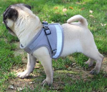 Adjustable Dog Harness & Lead Set