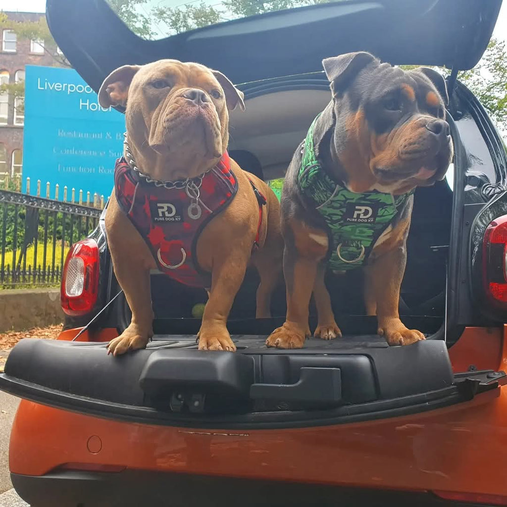 Green Camo Padded Comfort Dog Harness