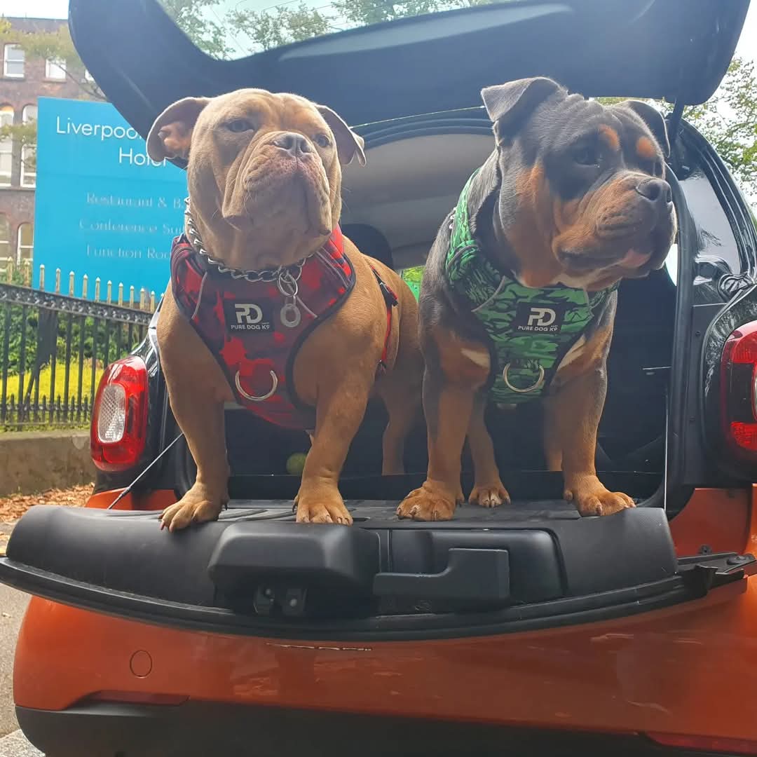 Green Camo Padded Comfort Dog Harness