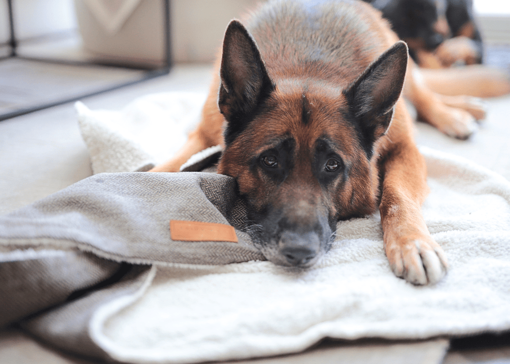 Lincoln Luxury Herringbone & Faux Fur Dog Blanket