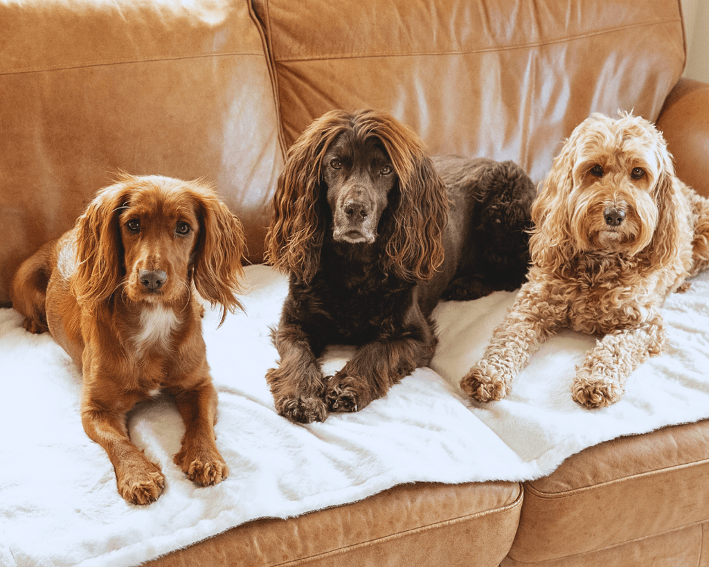 Lincoln Luxury Herringbone & Faux Fur Dog Blanket